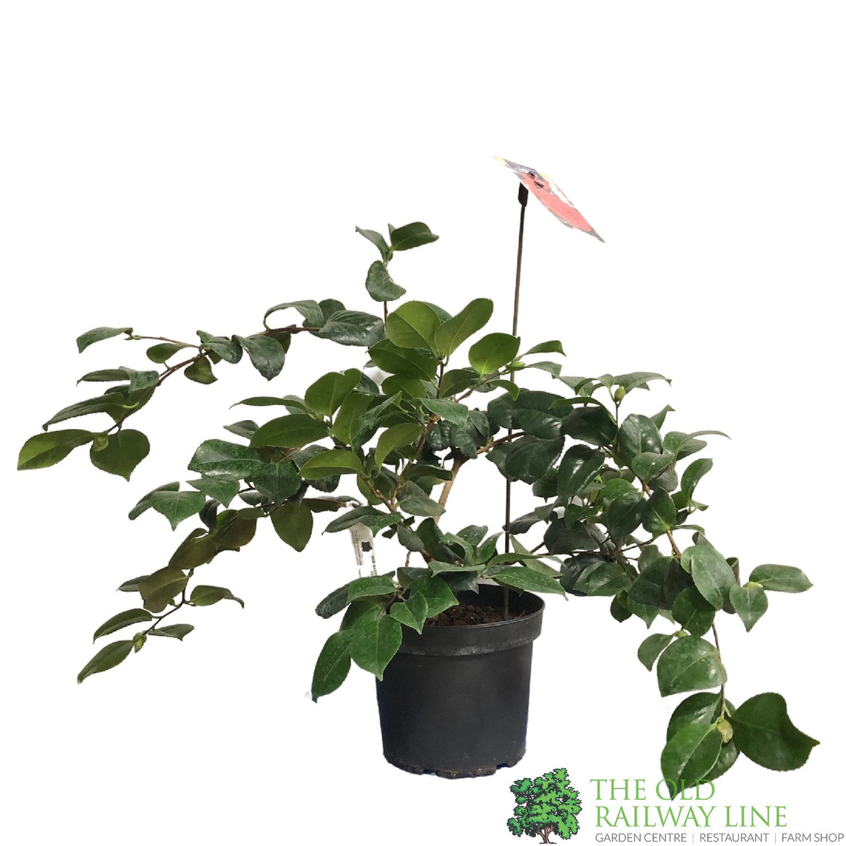 Camellia japonica 'Lady Campbell' Plant 5Ltr (NL)