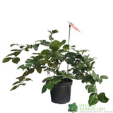 Camellia japonica 'Lady Campbell' Plant 5Ltr (NL)