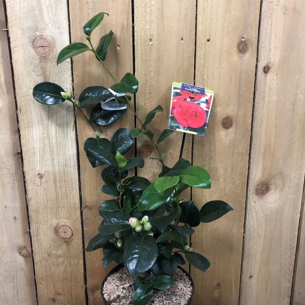 Camellia japonica 'Lady Campbell' Plant 5Ltr (NL)