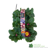 Primrose 'Starflame' Six Pack of Plants