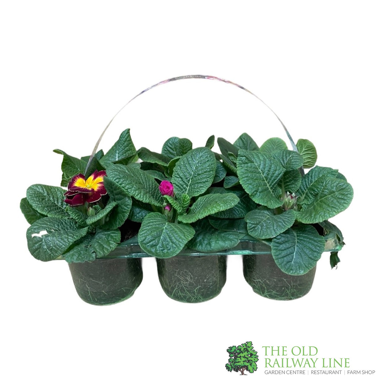 Primrose 'Starflame' Six Pack of Plants