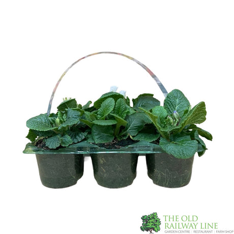 Primrose Rosebud Mixed Colours Six Pack of Plants