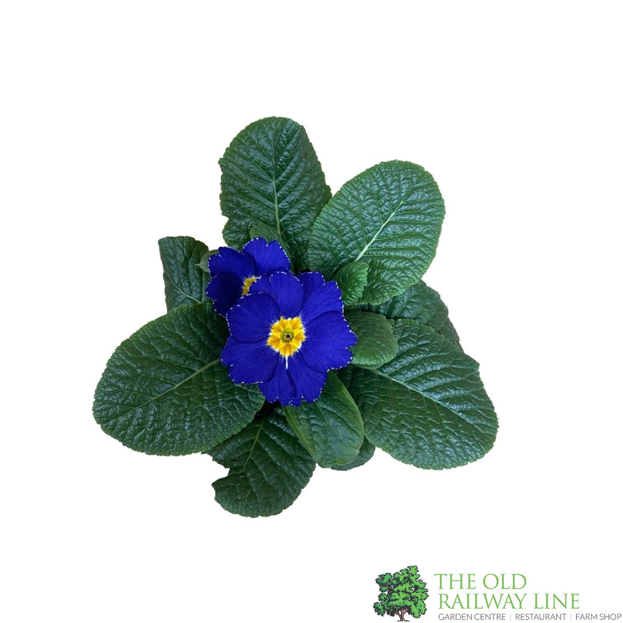Primrose Plant Assorted Colours 9cm Pot