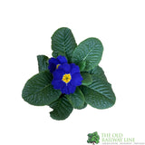 Primrose Plant Assorted Colours 9cm Pot