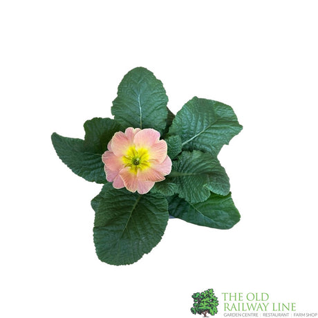 Primrose Plant Assorted Colours 9cm Pot