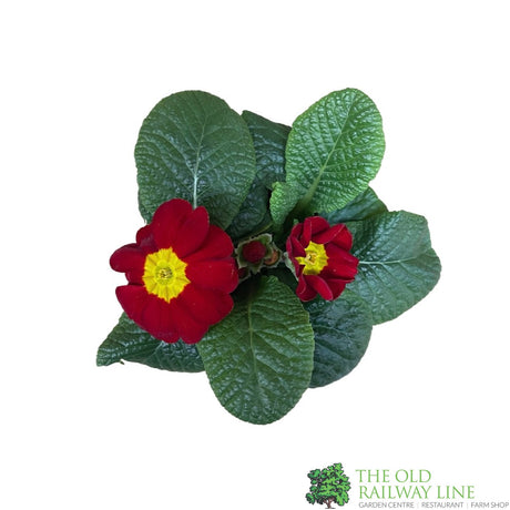 Primrose Plant Assorted Colours 9cm Pot
