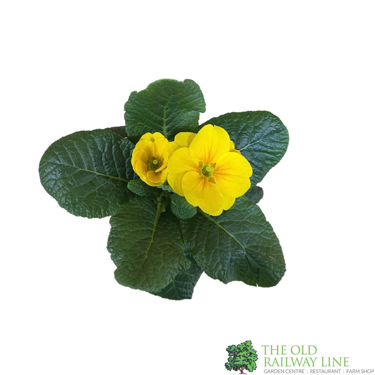 Primrose Plant Assorted Colours 9cm Pot