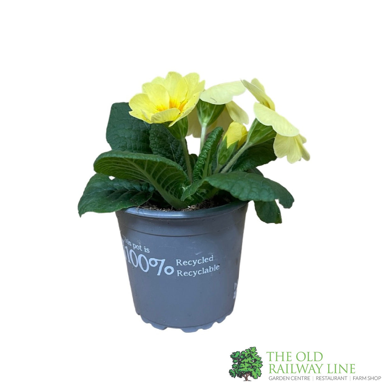 Primrose Plant Assorted Colours 9cm Pot