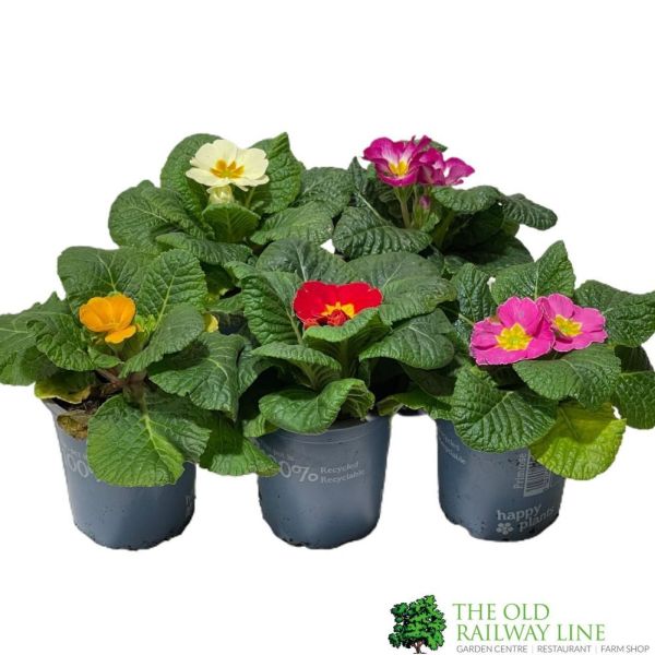 Assorted Primrose Primrose Plant Assorted Colours 9cm Pot – Old Railway Line Garden Centre