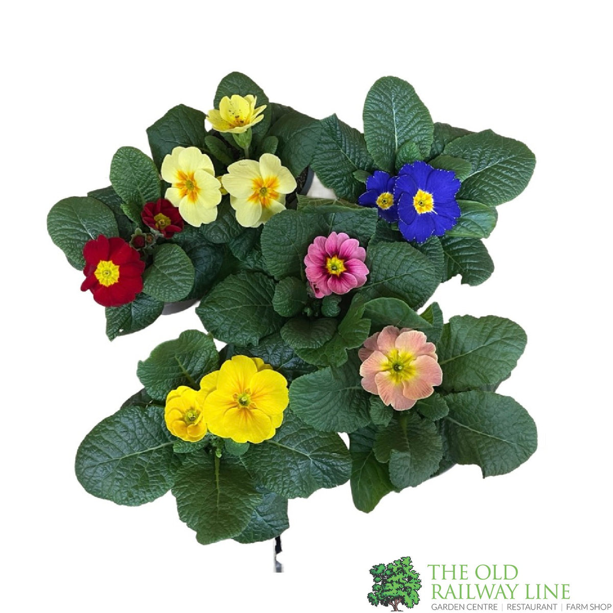 Assorted Primrose Primrose Plant Assorted Colours 9cm Pot – Old Railway Line Garden Centre