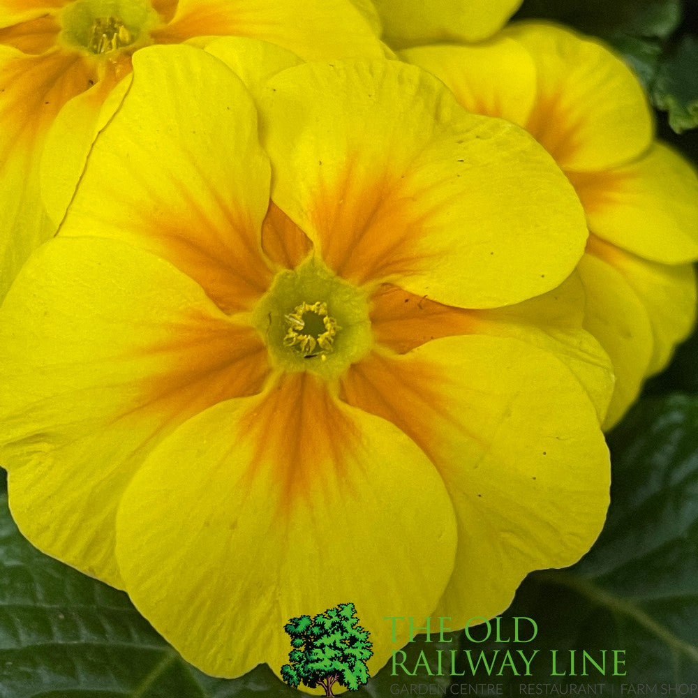 Primrose Plant Assorted Six Pack (9cm Pots)