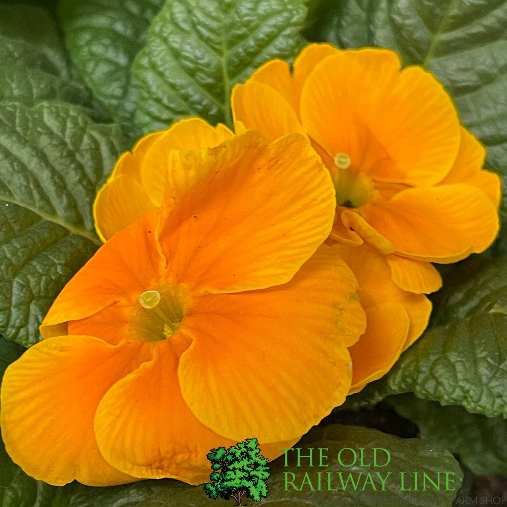 Assorted Primrose Primrose Plant Assorted Six Pack (9cm Pots) – Old Railway Line Garden ...