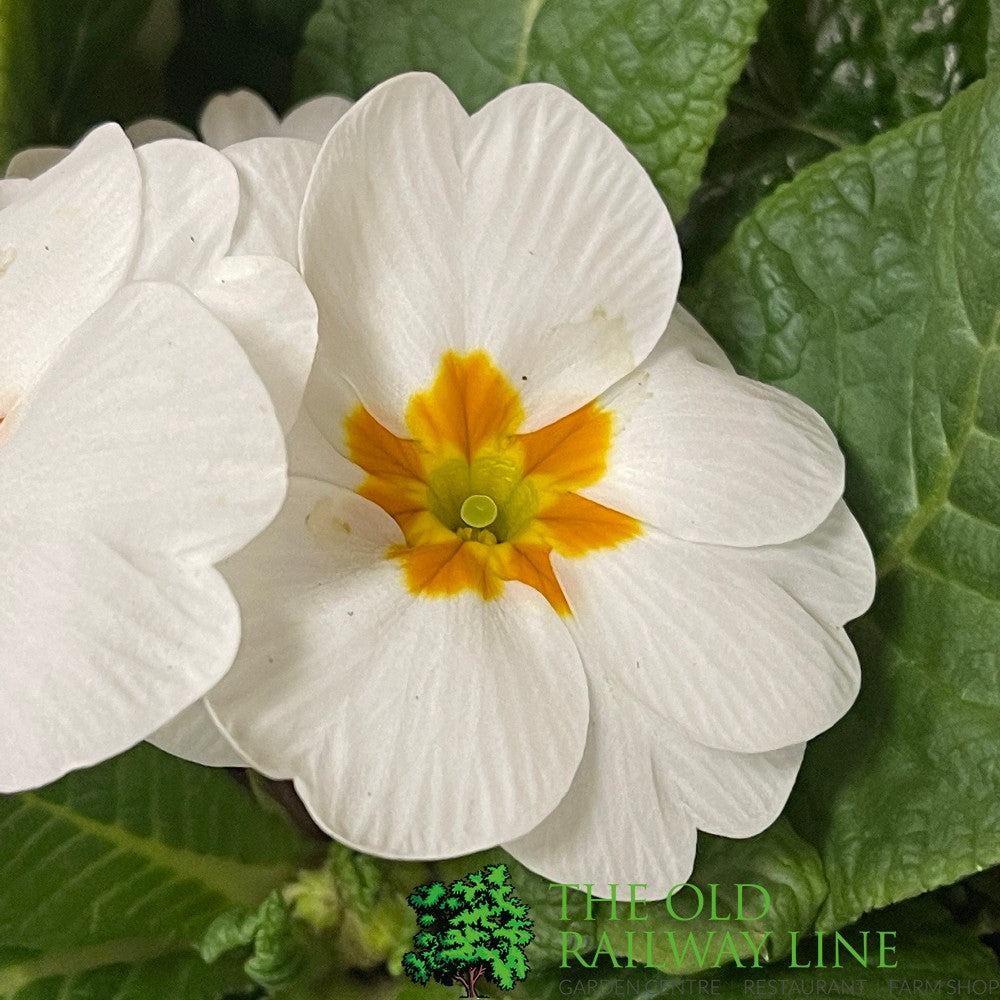 Primrose Plant Assorted Six Pack (9cm Pots)