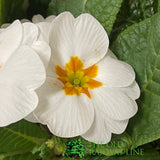 Primrose Plant Assorted Six Pack (9cm Pots)