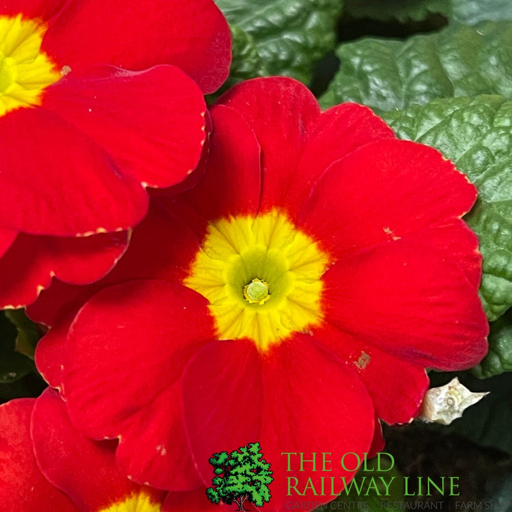 Primrose Plant Assorted Six Pack (9cm Pots)