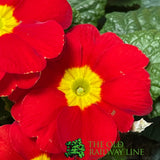 Primrose Plant Assorted Six Pack (9cm Pots)