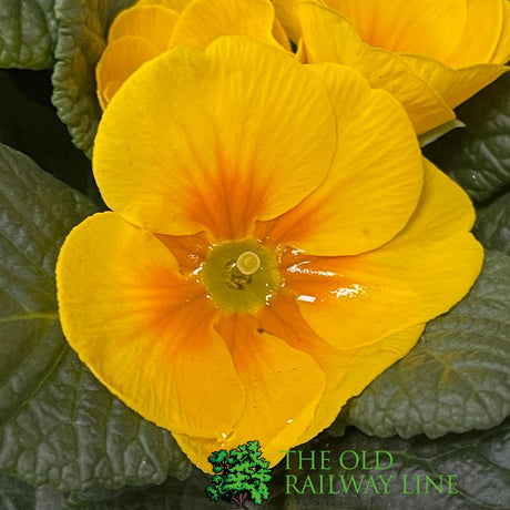 Primrose Plant Assorted Six Pack (9cm Pots)