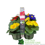 Primrose Plant Assorted Six Pack (9cm Pots)