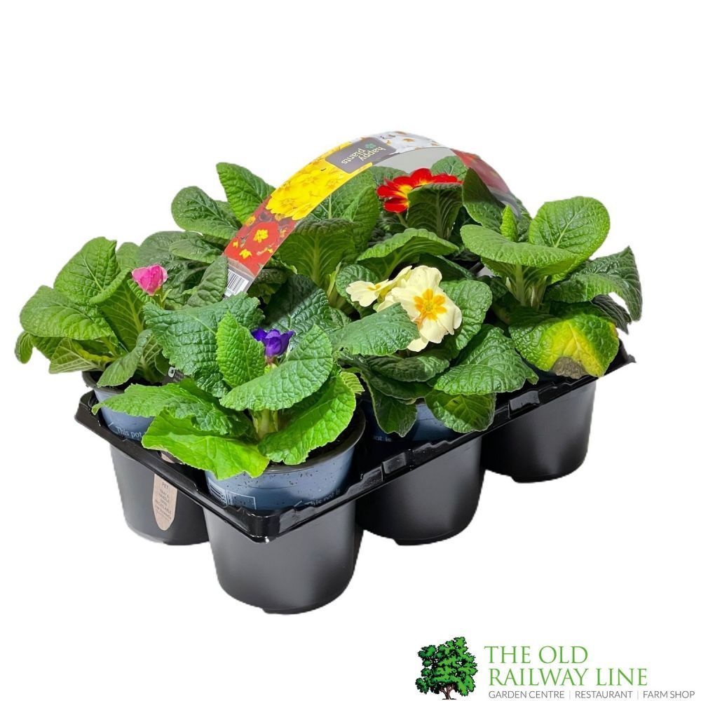 Assorted Primrose Primrose Plant Assorted Six Pack (9cm Pots) – Old Railway Line Garden ...