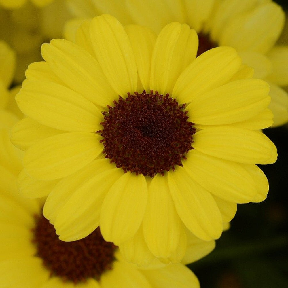 Argyranthemum Grandaisy Bright Yellow Plug Plant