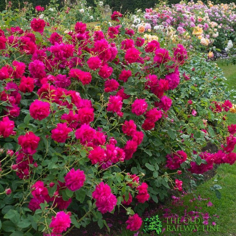 David Austin 'Thomas À Becket' Red English Shrub Rose 6Ltr Pot