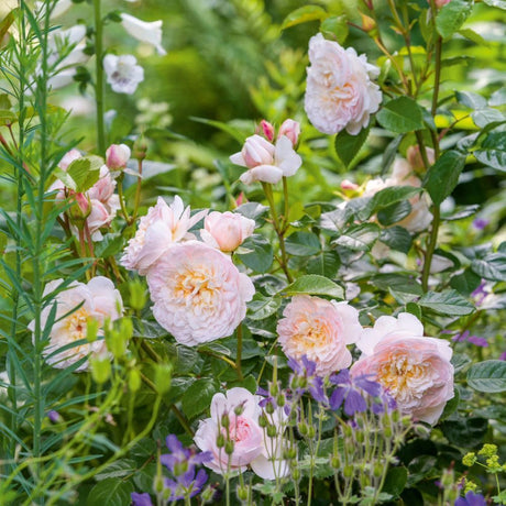 David Austin 'Emily Brontë' Pink English Rose 6Ltr Pot