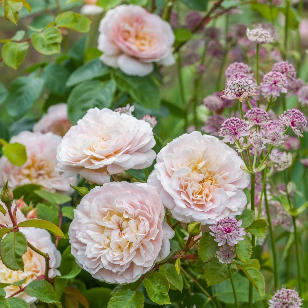 David Austin 'Emily Brontë' Pink English Rose 6Ltr Pot