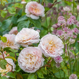David Austin 'Emily Brontë' Pink English Rose 6Ltr Pot