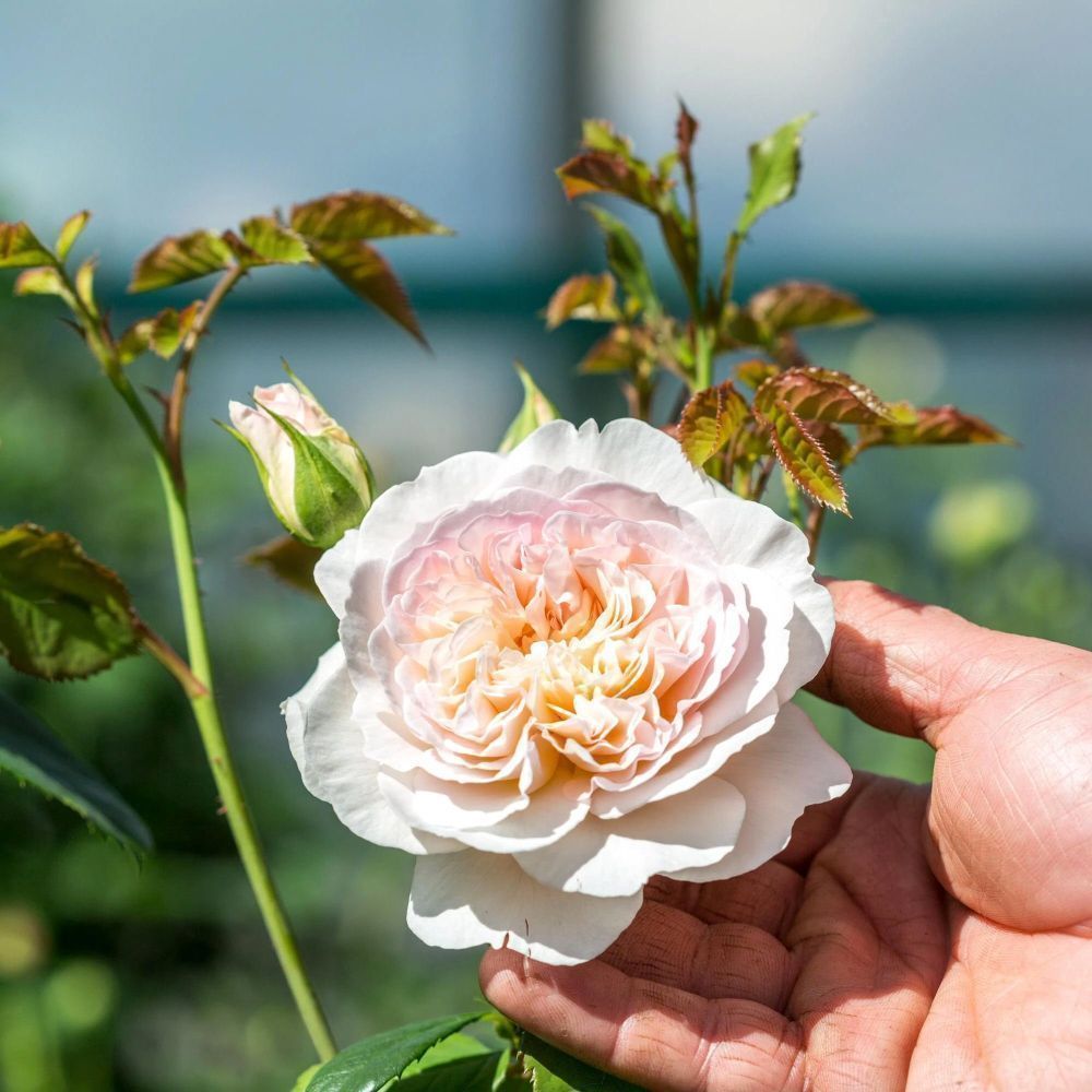 David Austin 'Emily Brontë' Pink English Rose 6Ltr Pot