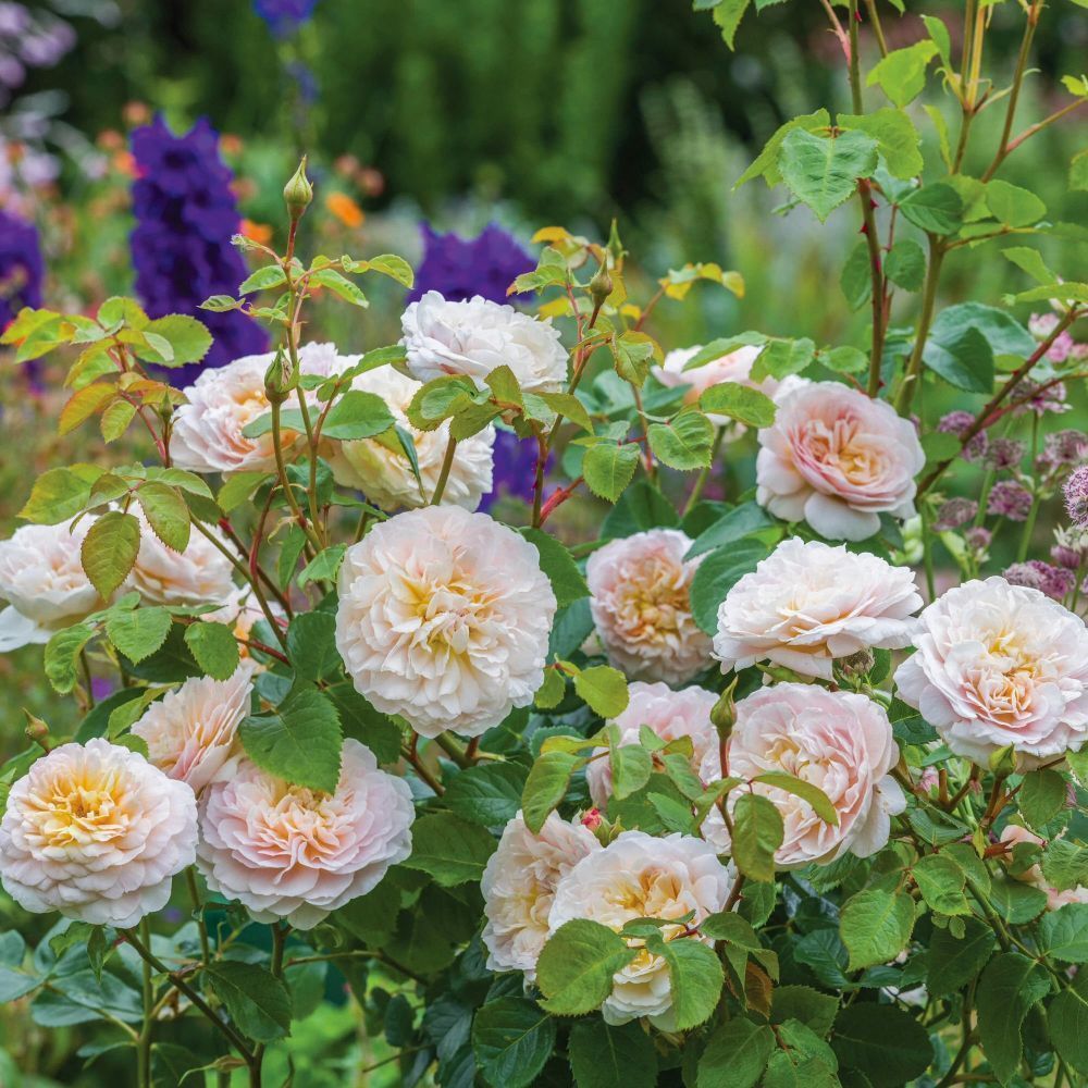 David Austin 'Emily Brontë' Pink English Rose 6Ltr Pot