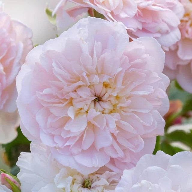 David Austin Roses Pot David Austin 'Elizabeth' Rose 3 Ltr Pot – Old Railway Line Garden Centre