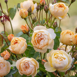 David Austin 6Ltr 'Dannahue' Apricot & Orange English Shrub Rose