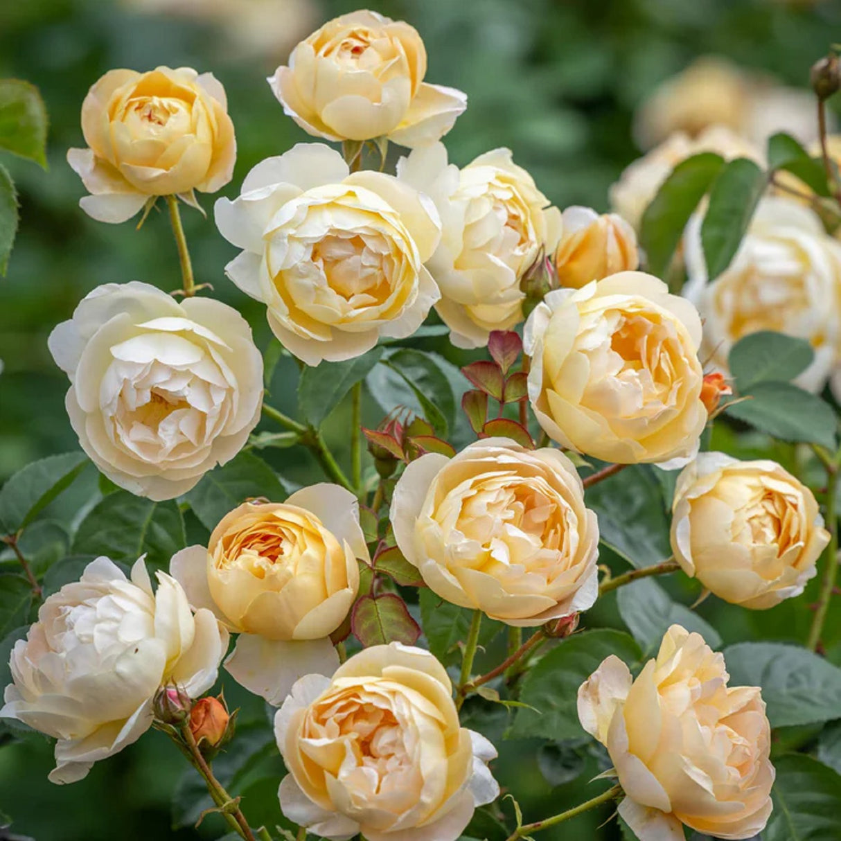 David Austin 6Ltr 'Dannahue' Apricot & Orange English Shrub Rose