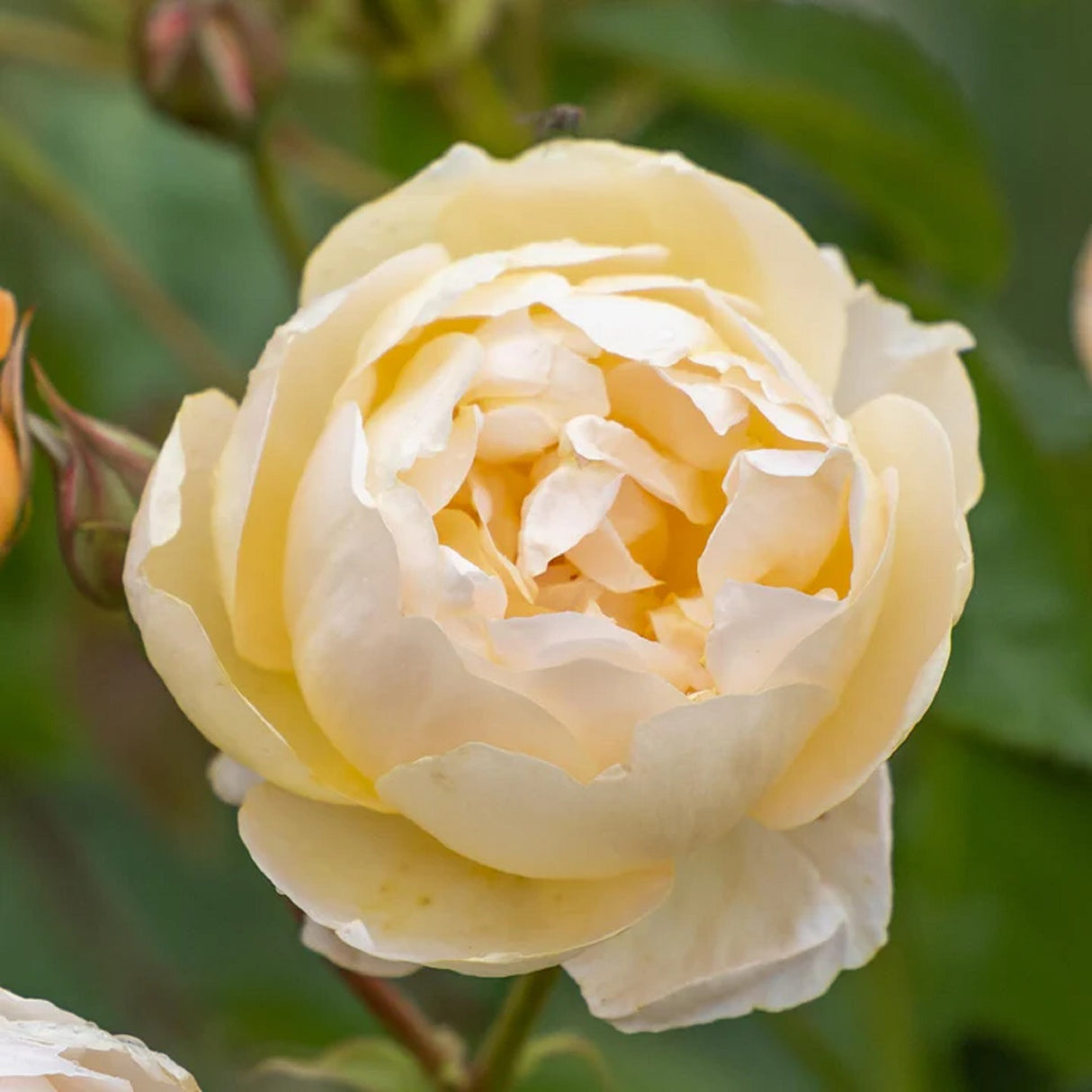 David Austin 6Ltr 'Dannahue' Apricot & Orange English Shrub Rose