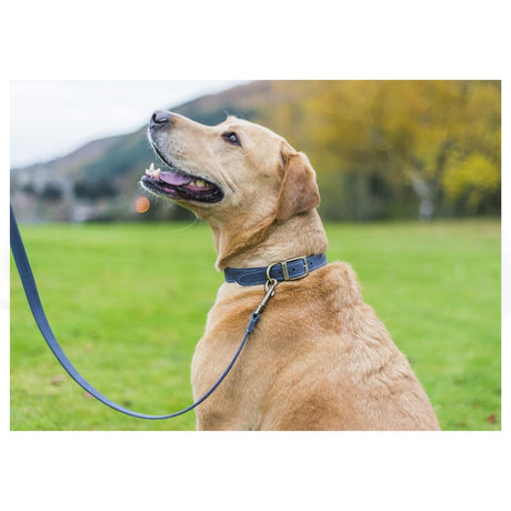 Ancol 60cm / 24" Timberwolf Blue Leather Dog Collar