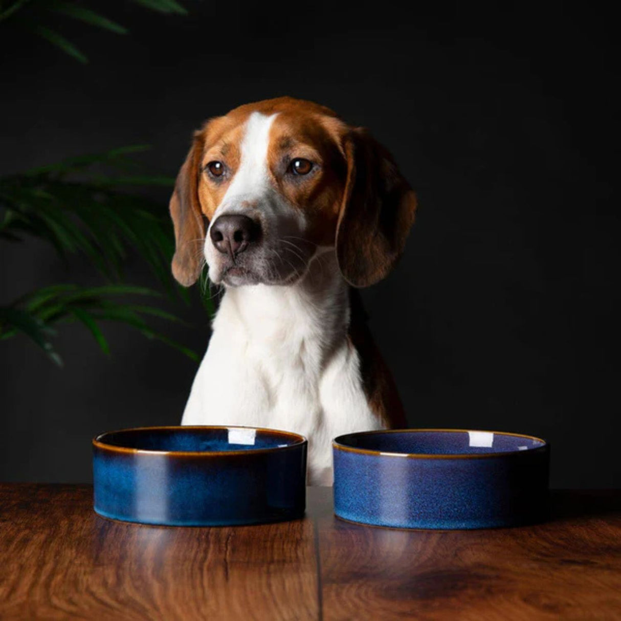 Scruffs 15cm Midnight Blue Reactive Glaze Bowl