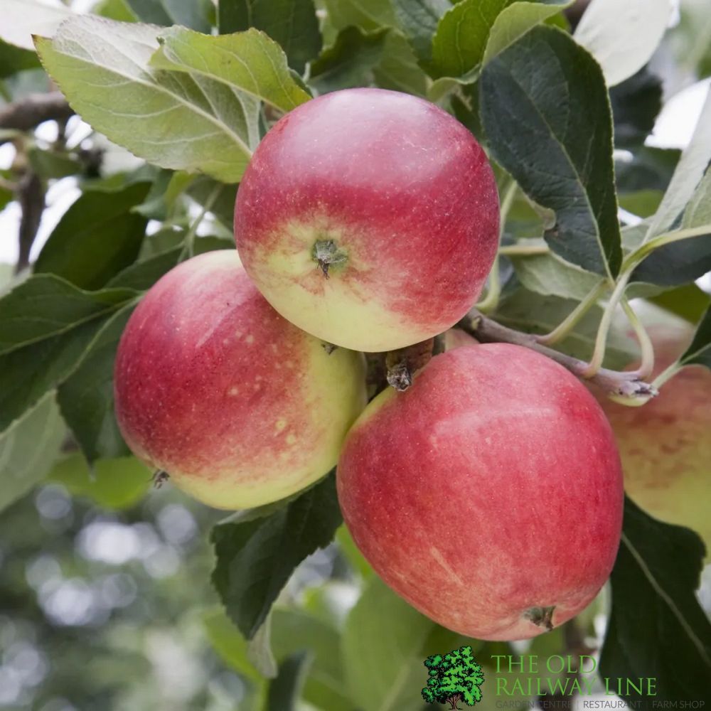 Apple Tree 'Katy' Fruit Tree M27 Rootstock 12Ltr Pot