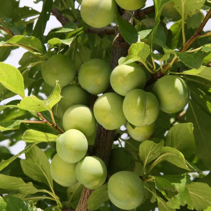 Frank P Matthews 'Cambridge' Gage Fruit Tree - 12 Ltr Pot
