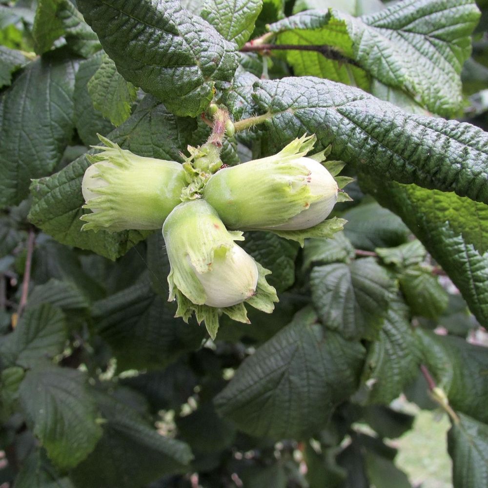Frank P Matthews 'Cosford' Filbert Tree - 12 Ltr Pot – Old Railway Line ...