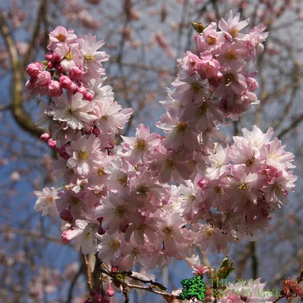 Prunus x subhirtella ‘Autumnalis Rosea' Cherry Blossom Tree 3Ltr Pot