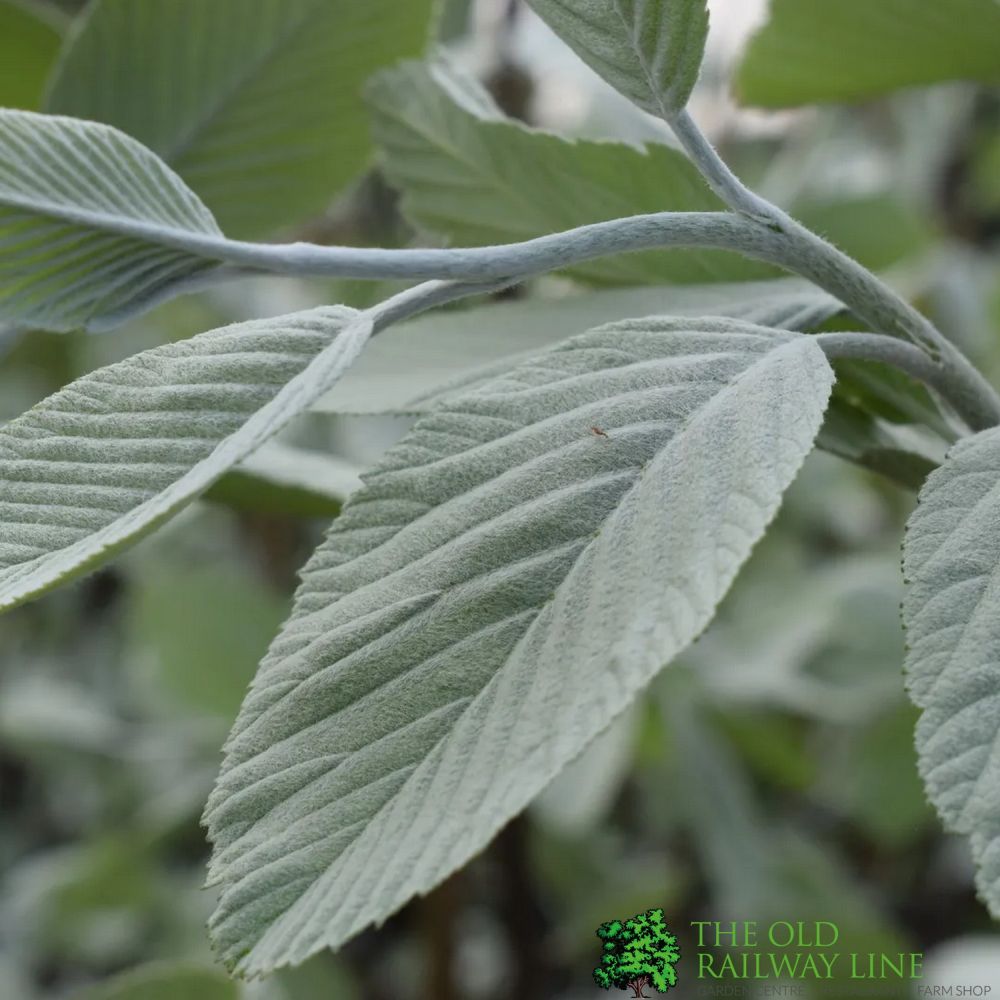 Sorbus aria ‘Lutescens’ 12Ltr Pot