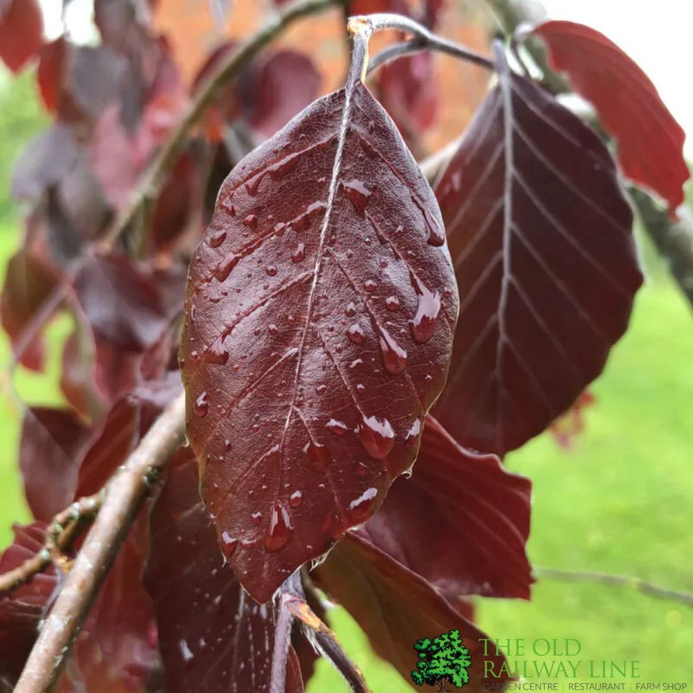 Fagus sylvatica ‘Black Swan’ Beech Tree 12Ltr Pot