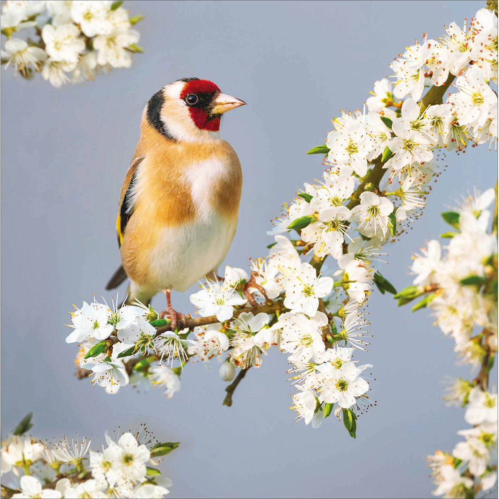 Woodmansterne Goldfinch on Branch Blank Card