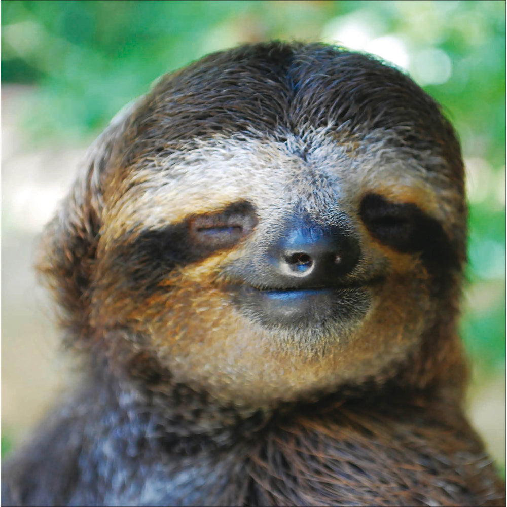 Woodmansterne Zen Sloth Photo Blank Card