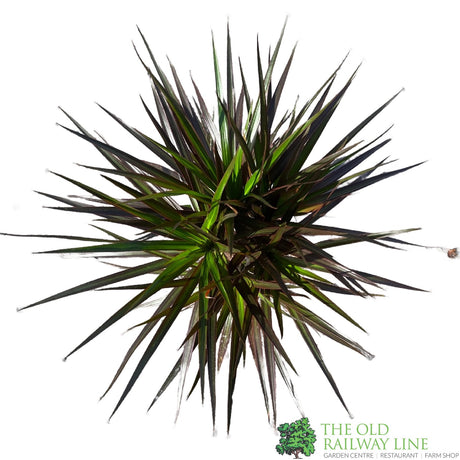 Dracena Marginata 17cm Pot