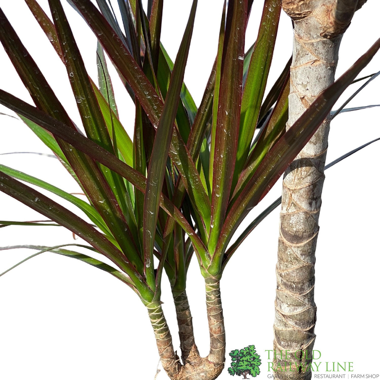 Dracena Marginata 17cm Pot