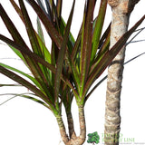 Dracena Marginata 17cm Pot