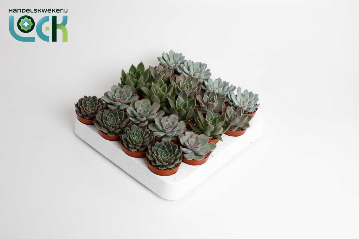 Echeveria Mixed Succulants Houseplant 5.5cm Pot