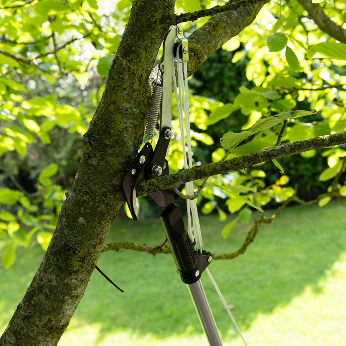Wilkinson Sword Telescopic Tree Cutter