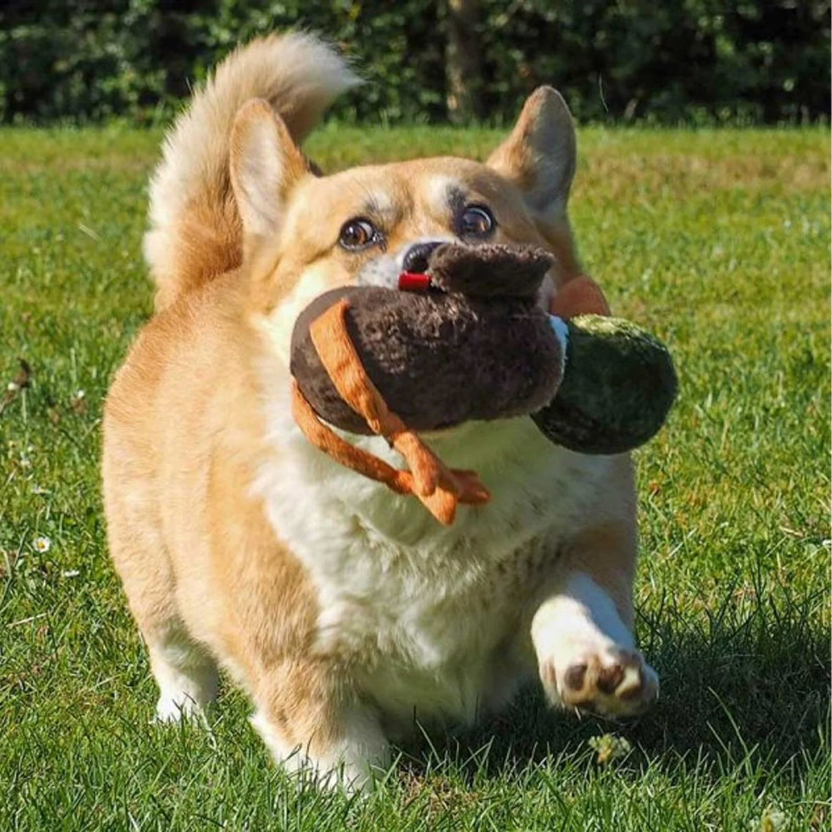 Zoon Poochie Drake Dog Toy